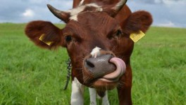 Milknews 2019: главные тексты года