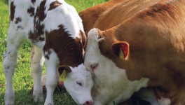 Как рацион стельной коровы влияет на здоровье и продуктивность ее потомства