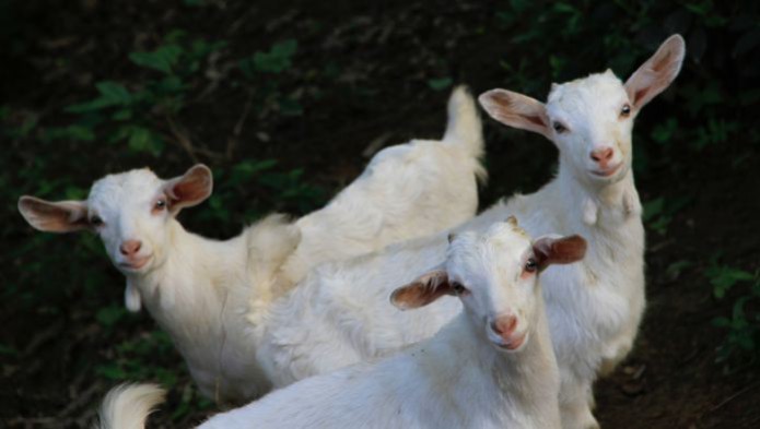 Топ-5 производителей продуктов на основе козьего молока