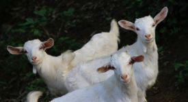 Топ-5 производителей продуктов на основе козьего молока