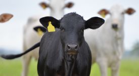 Ученые разработали быстрый тест на определение Salmonella Dublin у КРС