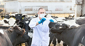 ТОП-6 самых опасных болезней коров