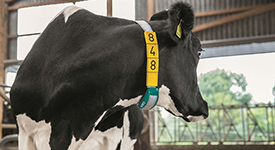 Могут ли датчики двигательной активности  улучшить фертильность  коров
