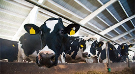 Как повысить эффективность молочного хозяйства в текущих условиях