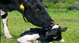 Тактики борьбы с бесплодием на молочных фермах