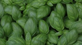 Разбор: мировой рынок органических продуктов питания