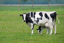 Животноводческий комплекс «Молвеста» получил статус племенного репродуктора голштинской породы