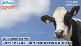 19 февраля Milknews и «Зоэтис» проведут вебинар «Запуск и сухостой коров: вопросы и ответы»