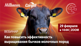 29 февраля пройдет вебинар «Как повысить эффективность выращивания бычков молочных пород»