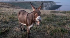 Спасение коровы в Башкирии, ослиная ферма в Боснии и спрей из коровьего молока от коронавируса