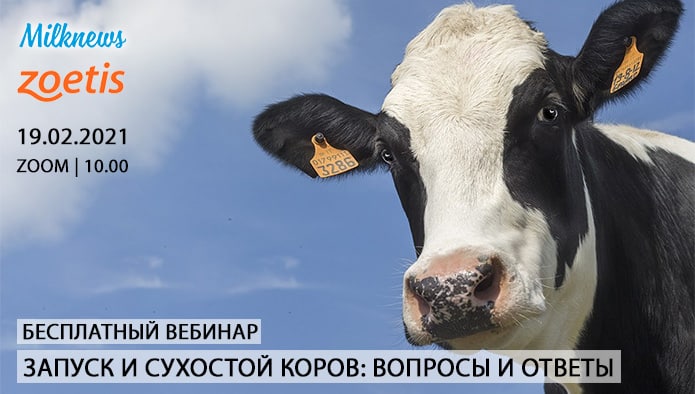 Milknews приглашает присоединиться к трансляции вебинара «Запуск и сухостой коров: вопросы и ответы»
