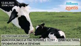 Milknews приглашает присоединиться к трансляции вебинара «Микоплазмоз и пастереллёз телят»