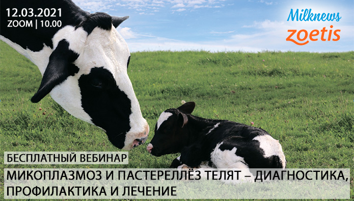 Milknews приглашает присоединиться к трансляции вебинара «Микоплазмоз и пастереллёз телят»