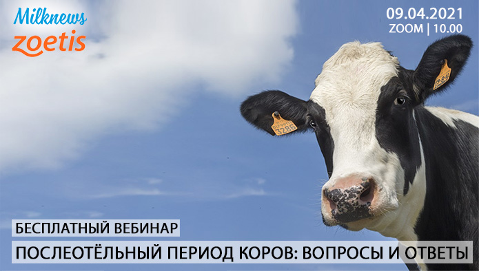 Milknews приглашает присоединиться к трансляции вебинара «Послеотёльный период коров: вопросы и ответы»