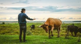 Голландские фермы предложили туристам обнимать коров для снижения уровня стресса