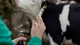 Минсельхоз утвердил список антибиотиков, которые животноводы смогут получать только по рецепту