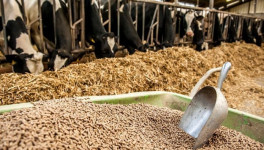 «Кагальницкий мясокостный завод» построит площадку по выпуску кормов для КРС за 277 млн рублей