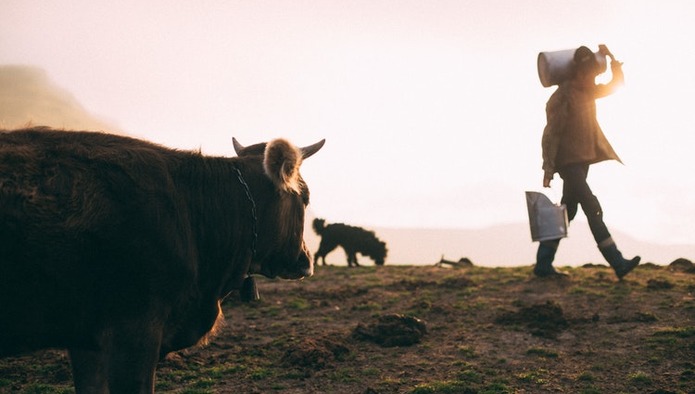 Arla Finland внедряет технологию блокчейн для улучшения прослеживаемости молочной продукции