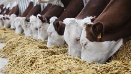 Остановка китайских предприятий из-за коронавируса грозит нехваткой компонентов кормов для сельхозживотных