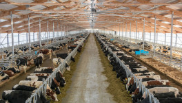 «Август-Агро» запускает еще три молочных фермы на 2800 коров