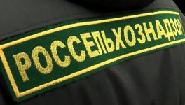 Помощник главы Россельхознадзора будет уволен с формулировкой «несоответствие занимаемой должности»