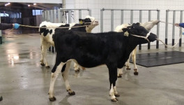 Компания «Коджент Рус» сообщила о старте продаж сексированного семени молочных быков, произведенного в России