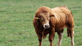 «Ъ»: животноводы обеспокоены сокращением импорта биоматериала