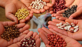 «Ъ»: производители семян попросили о субсидиях в размере 70% от стоимости продукции