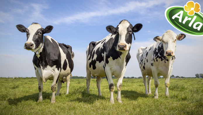 Британских потребителей испугала попытка Arla Foods UK применить кормовую добавку Bovaer