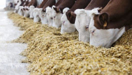 Производители не исключают снижения цен на корма для сельхозживотных в 2023 году