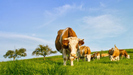 Животноводство исключили из перечня отраслей, попадающих под «углеродную отчетность»