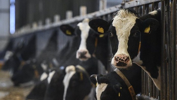 Полноценный экспорт продукции животноводства из РФ невозможен без идентификации скота - Данкверт