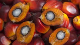 В ЕАЭС планируют ужесточить требования к использованию пальмового масла