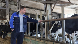 ГК «Прогресс Агро» заменила айрширскую породу коров на высокопродуктивную голштинскую
