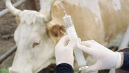 Россия увеличила импорт ветеринарных вакцин и нарастила производство отечественных препаратов