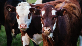 Канада инвестирует $3 млн в улучшение условий содержания скота
