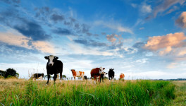 Союзмолоко просит вывести животноводство из-под регулирования закона о парниковых газах