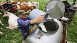 В Беларуси в I полугодии производство молочной продукции выросло почти на 3%
