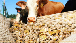 «Известия»: просроченные продукты предложили перерабатывать в корм для животных