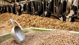 Татарстанские молочники просят сохранить субсидии на корма