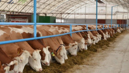Минсельхоз заявил, что фермы в России с более 1 тыс. коров имеют рентабельность выше 23%