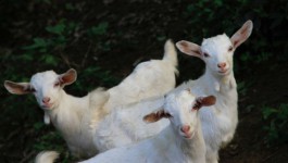 Вкусовые сосочки от “Чистой линии”, подарки десятилетнему фермеру и аренда коз для стрижки газонов