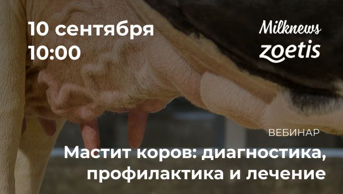 10 сентября Milknews и «Зоэтис» проведут вебинар «Мастит коров: диагностика, профилактика и лечение»