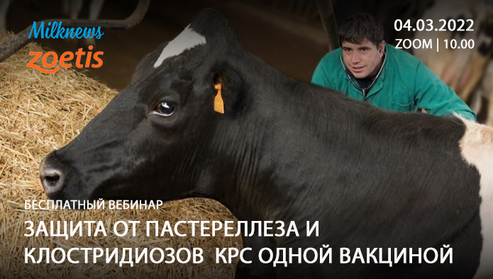 4 марта Milknews и «Зоэтис» проведут вебинар «Защита от пастереллеза и клостридиозов КРС»