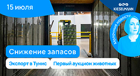 Новости за 5 минут: снижение запасов, экспорт в Тунис и первый аукцион животных