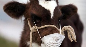 Новые документы: штрафы за нарушение правил карантина животных