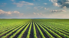 Новые документы: земли сельхозназначения и квоты на молочную продукцию