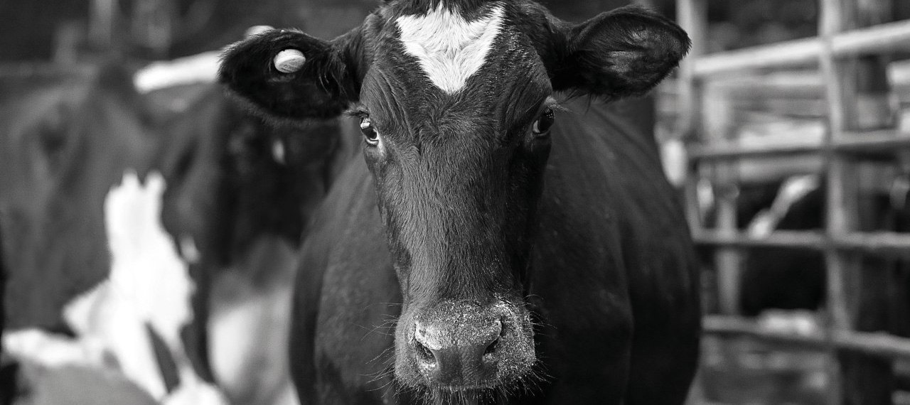 «Зоэтис» совместно с Milknews проведет вебинар «Интеллектуальная система мониторинга молочного стада»