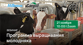 Milknews и «Каргилл» проведут вебинар «Программа выращивания молодняка»