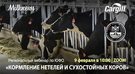 Milknews и Cargill проведут региональный вебинар по ЮФО «Кормление нетелей и сухостойных коров»